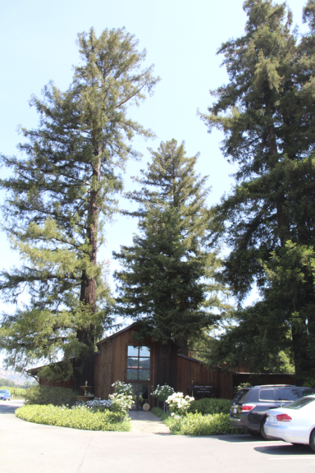 Grandes sequoias dão as boas-vindas aos visitantes